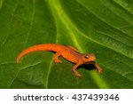 Red Eft