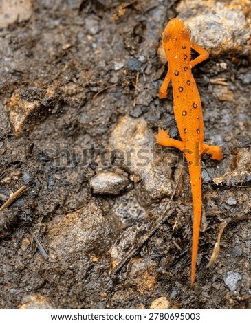 Red Eft Crawls Across Dirt Trail in Shenandoah