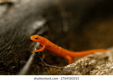 Red Eft Crawls Up onto Tiny Brach on damp forest floor