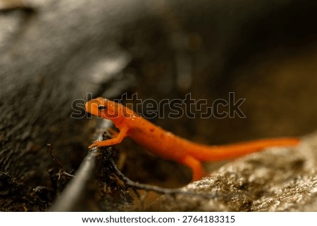 Red Eft Crawls Up onto Tiny Brach on damp forest floor