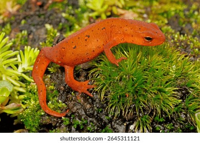 The red eft life stage of the Eastern Newt, Notophthalmus viridescens.
