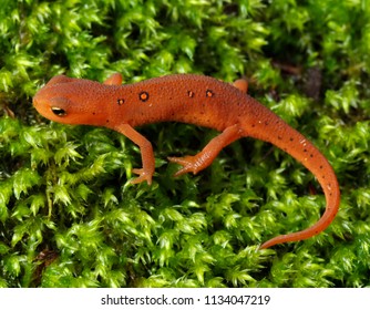 Red Eft, Rickett's Glen 