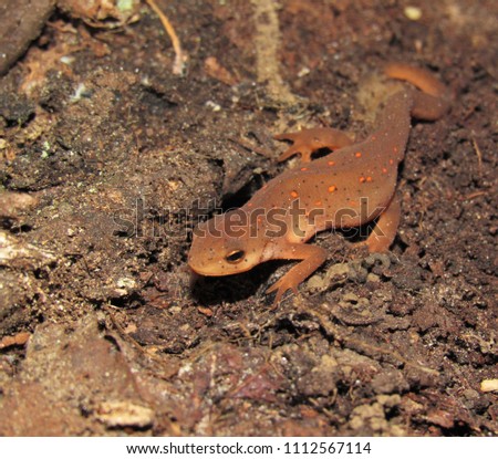 The red eft stage of an Eastern Newt "Notophthalmus viridescens" taking a nightly stroll, Mississippi