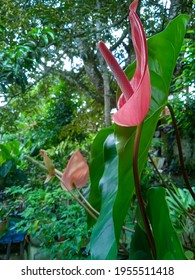 Red Elephant Ear Flower Planted On A Blurry Background