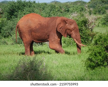 Red Elephants Of Tsavo Kenya 