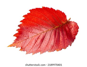 Red Elm Leaf Isolated On White