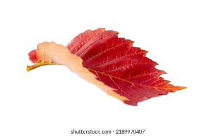 Red Elm Leaf Isolated On White