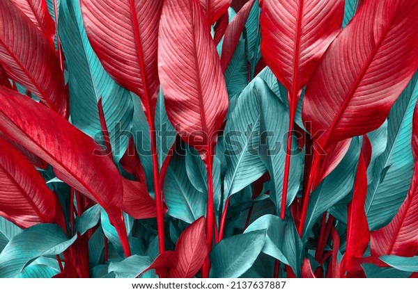 Red, emerald, green large leaf tropics Floral background that as of today has never been used. Be the first one to use it on your walls. 