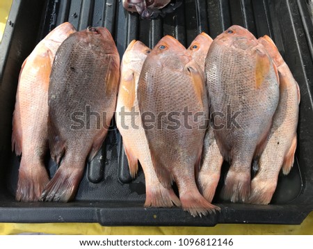 Red Emperor - Red Fish or Ikan Merah in Malay for sale in market