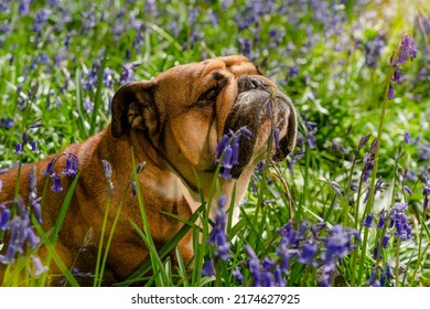 Red English British Bulldog Dog Looking Up, Licking Out Its Tongue And Sitting In The Bluebells On Spring Hot Sunny Day