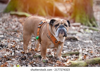 Red English British Bulldog in orange harness out for a walk  in forest on spring sunny day
