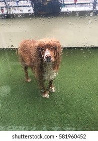 Red English Cocker Spaniel Dog standing out in the rain waiting to be let in