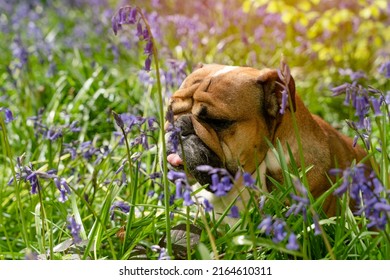 Red EnglishBritish Bulldog Dog Looking Up, Licking Out Its Tongue And Sitting In The Bluebells On Spring Hot Sunny Day