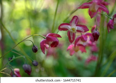 Red epimedium or barrenwort, or Bishop's Hat, decorative plant. Closeup of buds and flowers in the botanical garden in spring