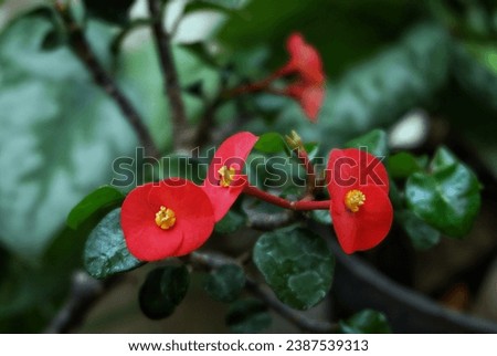 Red Euphorbia flowers in the garden