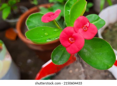 Red Euphorbia milii or Crown-of-thorns flower a species of flowering plant in the spurge family. Also known as Christ plant, Christ thorn, the crown of thorns, milii plant, Poi Sian flowers. India.