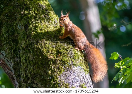 Red eurasian squirrel climbing on a tree in the sunshine searching for food like nuts and seeds in a forest attentive looking for predators and others red squirrels for mating and pairing in summer