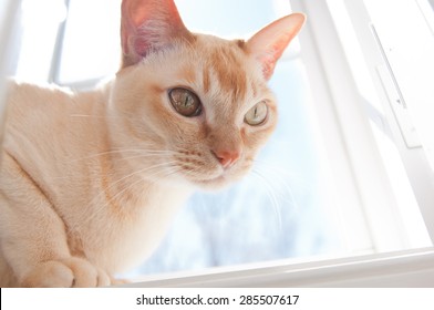 Red European Burmese Cat In A Window