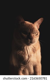 Red European Burmese On A Dark Background 