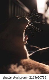 Red European Burmese On A Dark Background 