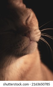 Red European Burmese On A Dark Background 