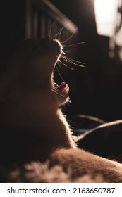 Red European Burmese On A Dark Background 