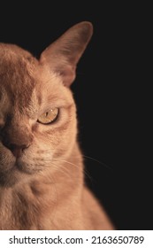 Red European Burmese On A Dark Background 