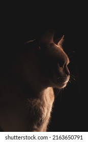 Red European Burmese On A Dark Background 