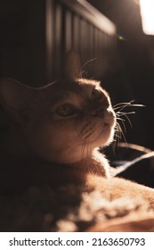 Red European Burmese On A Dark Background 