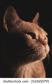 Red European Burmese On A Dark Background 