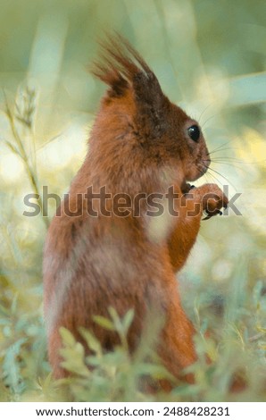 Similar – Foto Bild Ein europäisches Eichhörnchen sitzt auf einem Futterhäuschen im Wald und frisst Nahrung