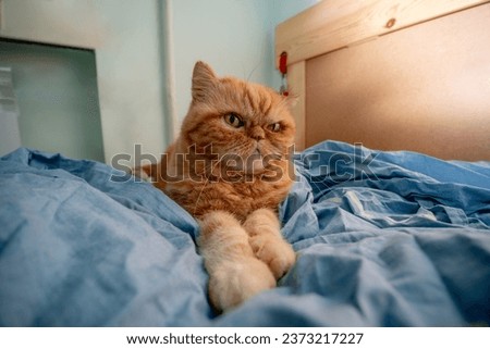 Red Exotic cat with with grumpy face. Beautiful cat. Animal and pet concept. Lying on the bed. Big eyes, unhappy look, emotions