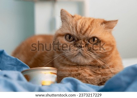 Red Exotic cat with with grumpy face. Beautiful cat. Animal and pet concept. Lying on the bed. Big eyes, unhappy look, emotions. A small iron can, canned food without inscriptions
