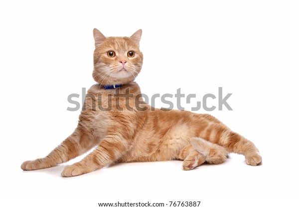 Red Exotic Shorthaired Maine Coon Cat Stock Photo Edit Now 76763887