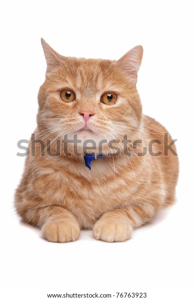 Red Exotic Shorthaired Maine Coon Cat Stock Image Download Now