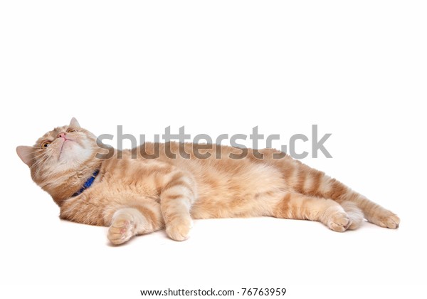 Red Exotic Shorthaired Maine Coon Cat Stock Photo Edit Now 76763959