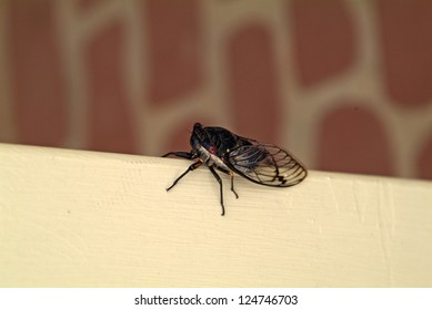 Red Eye Cicada