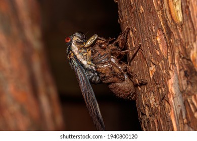 Red Eye Cicada And Nymph, Hughes, ACT, December 2020