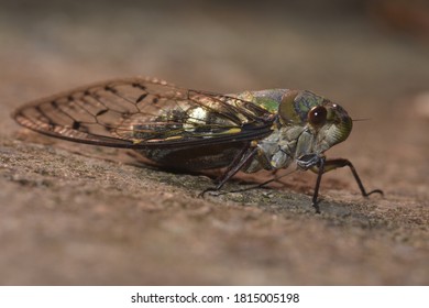 Red Eye Cicada On Night In September 2020