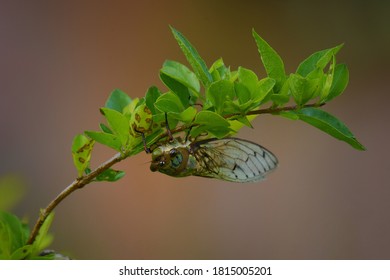 Red Eye Cicada On Night In September 2020