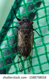 Red Eye Cicada On A Plant Cover At Hughes, ACT, Australia On A Summer Morning In December 2019