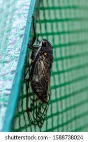 Red Eye Cicada On A Plant Cover At Hughes, ACT, Australia On A Summer Morning In December 2019