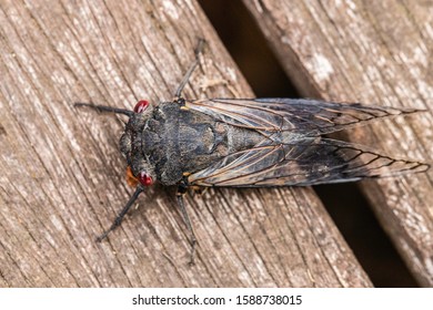 Red Eye Cicada On Wooden Decking At Hughes, ACT, Australia On A Summer Morning In December 2019