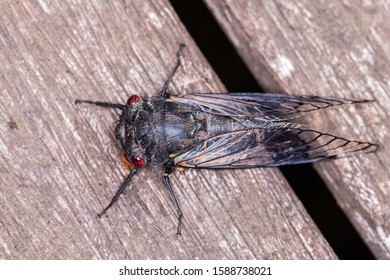 Red Eye Cicada On Wooden Decking At Hughes, ACT, Australia On A Summer Morning In December 2019