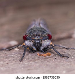 Red Eye Cicada On Wooden Decking At Hughes, ACT, Australia On A Summer Morning In December 2019