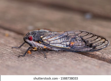 Red Eye Cicada On Wooden Decking At Hughes, ACT, Australia On A Summer Morning In December 2019