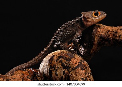 Red Eye Crocodile Skink Tribolonotus Gracilis Stock Photo 1407804899 ...