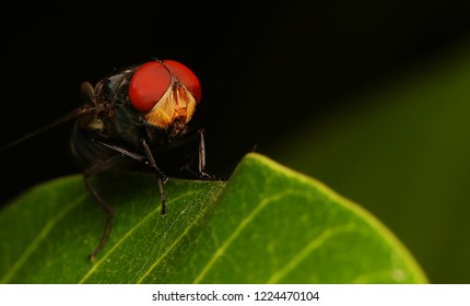 Red Eye Fly