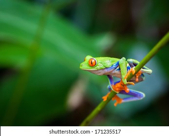 Red Eye Frog On The Forest