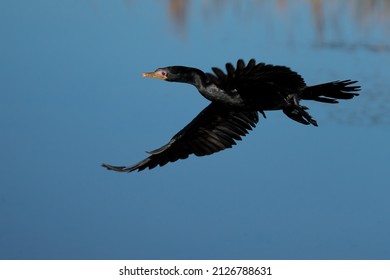 Red Eye Reed Cormorant In Flight With Wings Spread Over A Lake River  Looking For Food In A Nature Reserve In South Africa 